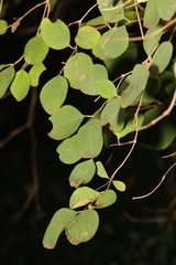 Symphoricarpos albus