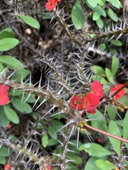 Euphorbia milii