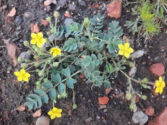 Sibbaldianthe bifurca