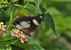 Hypolimnas misippus