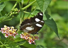 Hypolimnas misippus