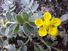 Sibbaldianthe bifurca