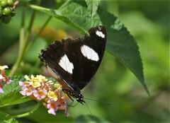 Hypolimnas misippus