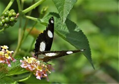Hypolimnas misippus