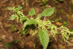 Urtica dioica