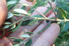 Phylica oleifolia