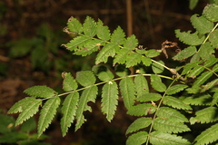 Sorbus aucuparia