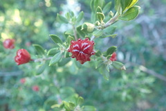 Phylica oleifolia