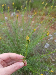 Chrysocephalum semipapposum