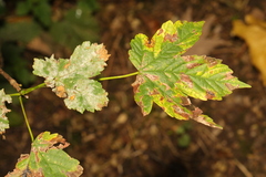 Acer pseudoplatanus