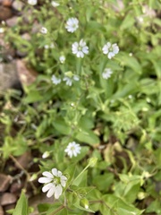 Stellaria aquatica