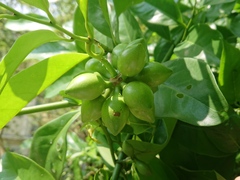 Artabotrys hexapetalus