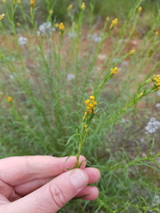 Chrysocephalum semipapposum