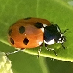 Coccinella undecimpunctata