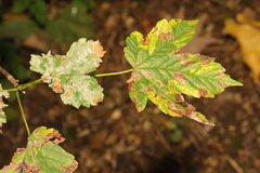 Sawadaea bicornis