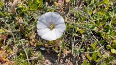 Convolvulus