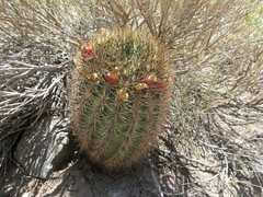 Eriosyce curvispina