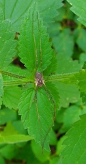 Oligolophinae