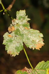 Sawadaea bicornis