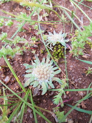 Chthonocephalus pseudevax