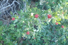 Phylica oleifolia