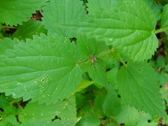 Oligolophinae
