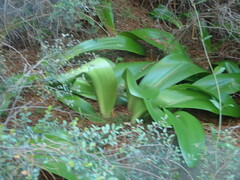 Haemanthus coccineus