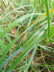 Carex hirta
