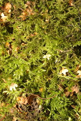 Kindbergia praelonga