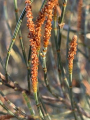Allocasuarina