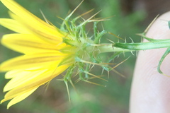 Cullumia reticulata