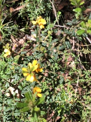 Pultenaea scabra