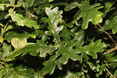 Quercus robur
