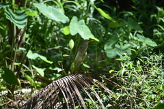 Ardeola grayii