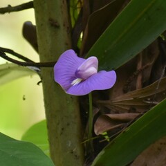 Centrosema virginianum