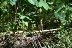 Ardeola grayii
