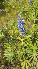 Lupinus cosentinii