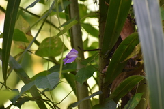 Centrosema virginianum