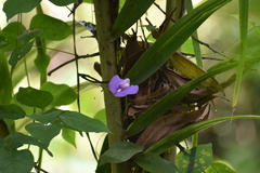 Centrosema virginianum