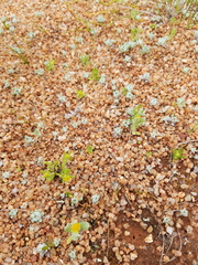 Triptilodiscus pygmaeus