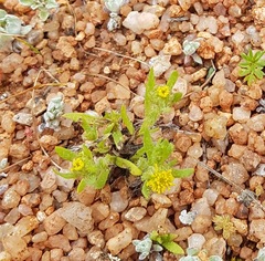 Triptilodiscus pygmaeus