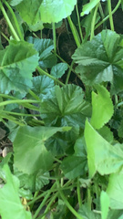 Malva