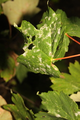 Acer pseudoplatanus