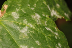 Sawadaea bicornis