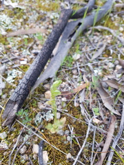 Pterostylis cycnocephala