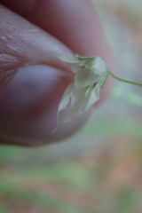 Melasphaerula graminea