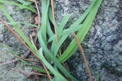 Melasphaerula graminea