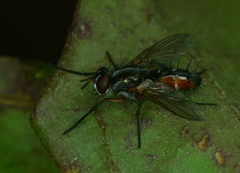 Mintho rufiventris