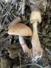 Cortinarius armillatus