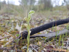 Pterostylis cycnocephala